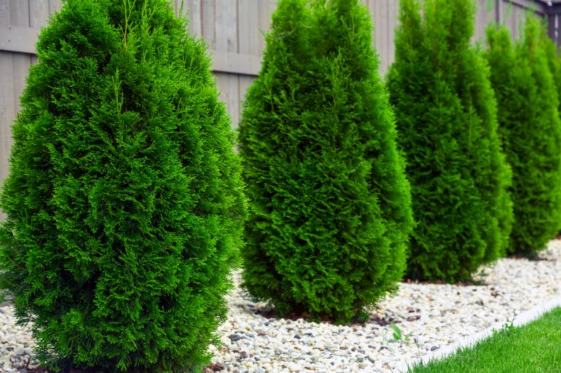 Arborvitae Service