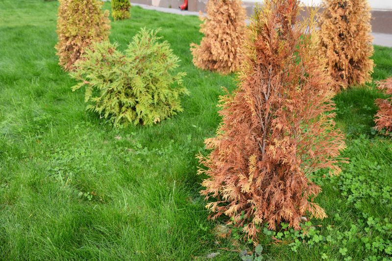 Arborvitae Service