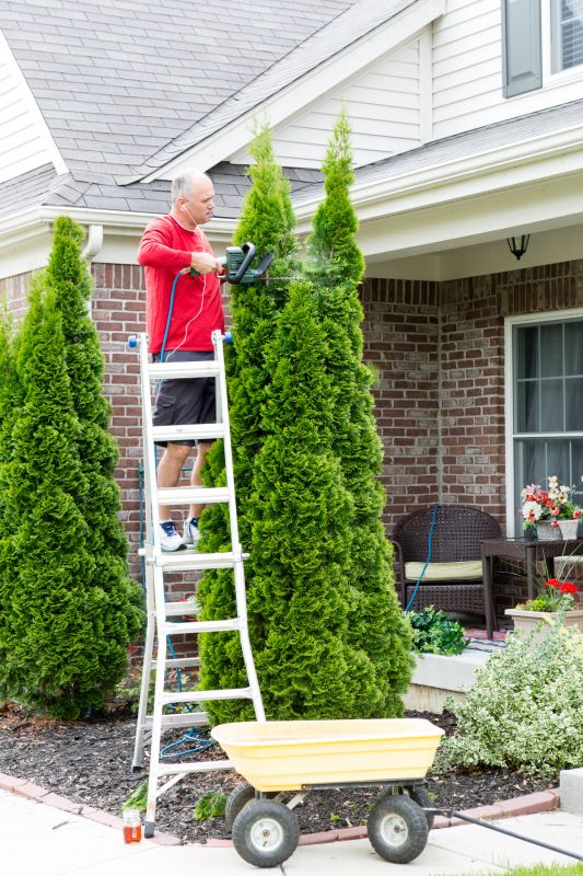 Arborvitae Service