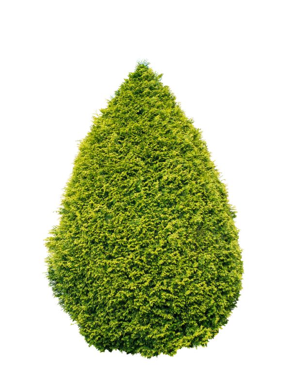 Arborvitae Service