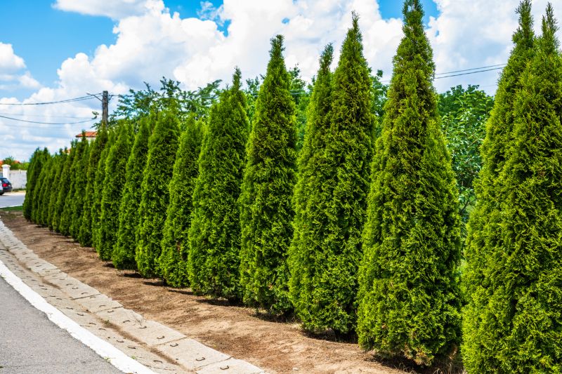 Arborvitae Service