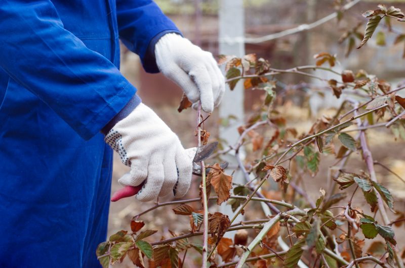 Azalea Pruning in Rockwall, TX