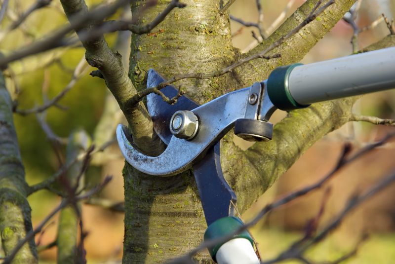 Branches Pruning in Allentown, PA