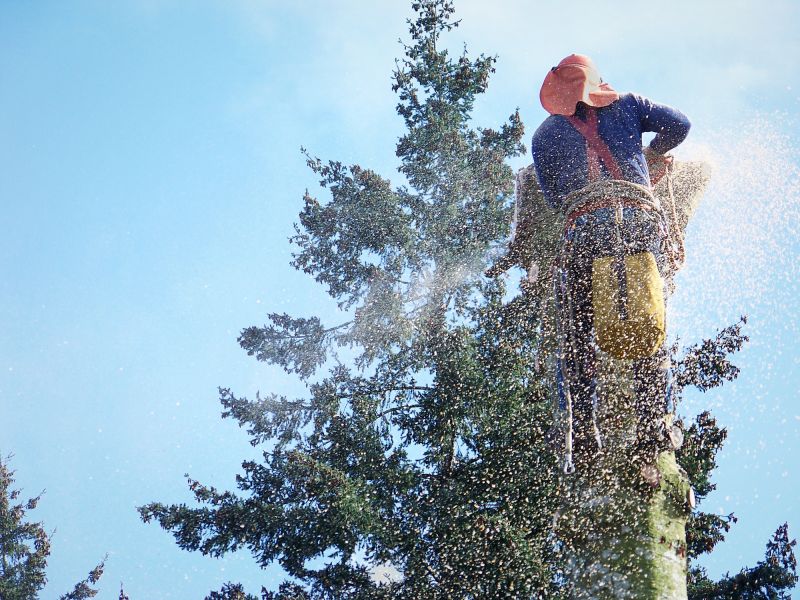 Commercial Tree Removal in San Jose, CA