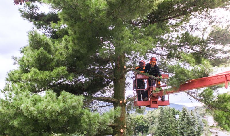 Arborvitae Service