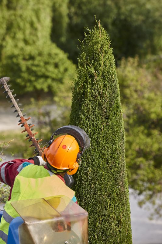 Cypress Tree Trimming in Pottstown, PA