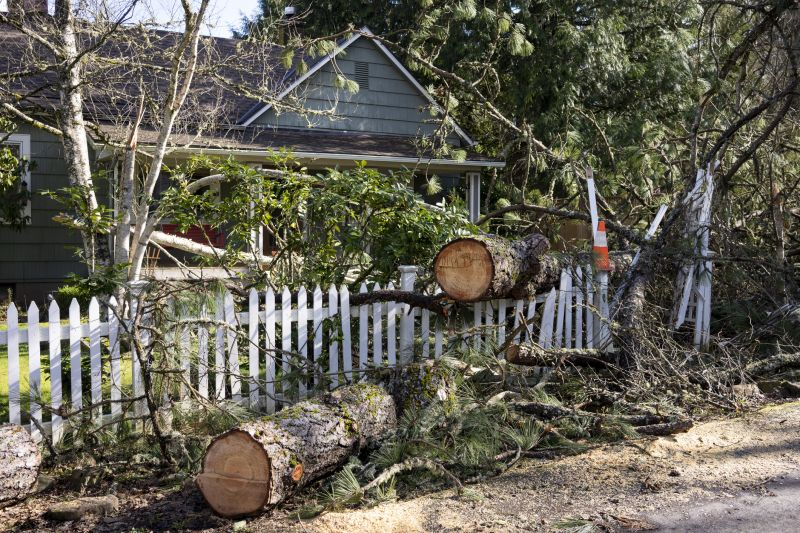 Elm Tree Removal in Bucks County, PA