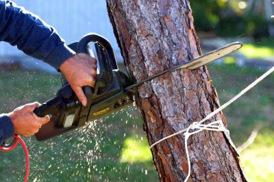 Large Tree Being Removed