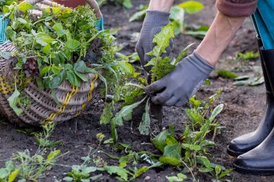 Flower Bed Weeding Service in Aiken, SC