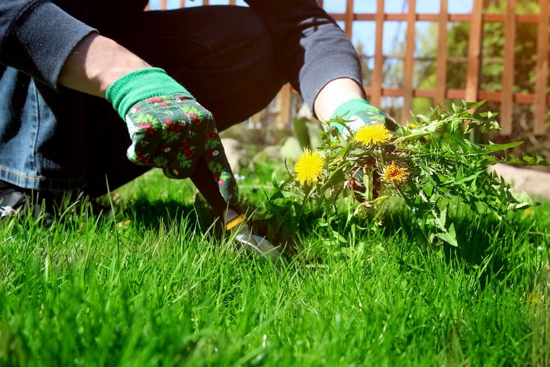 Flower Bed Weeding Service in Honolulu, HI