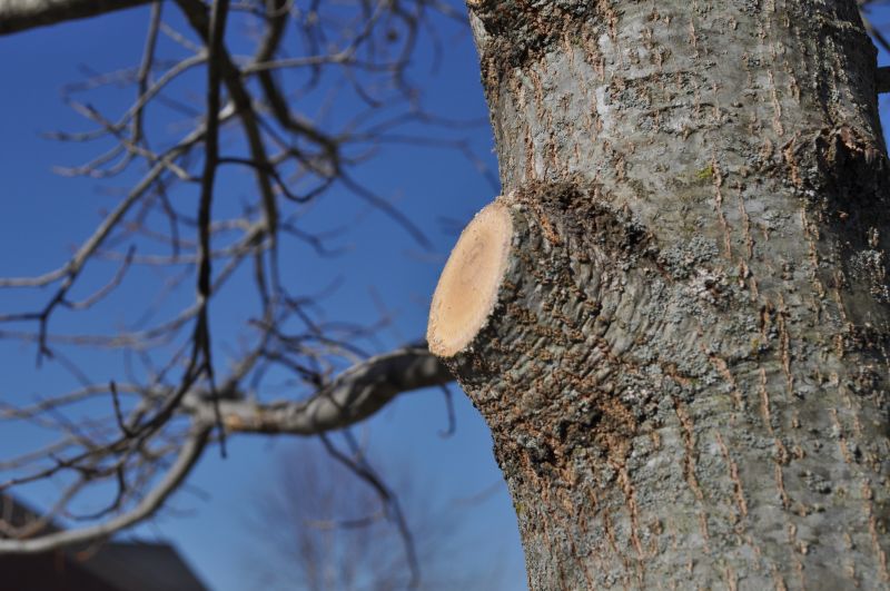 Limb Pruning in Doylestown, PA