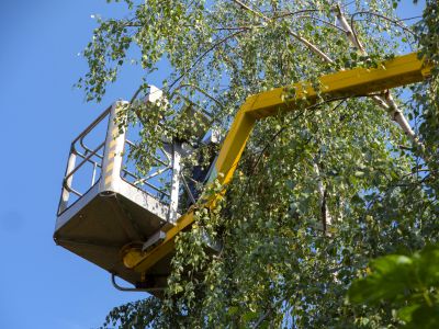 Residential Tree Service in Pottstown, PA