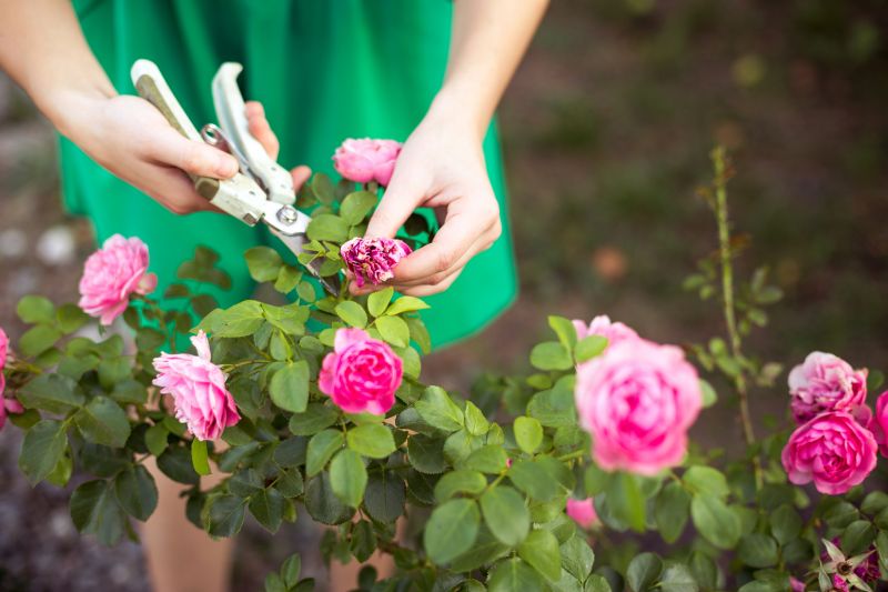 Rhododendron Pruning in Aiken, SC