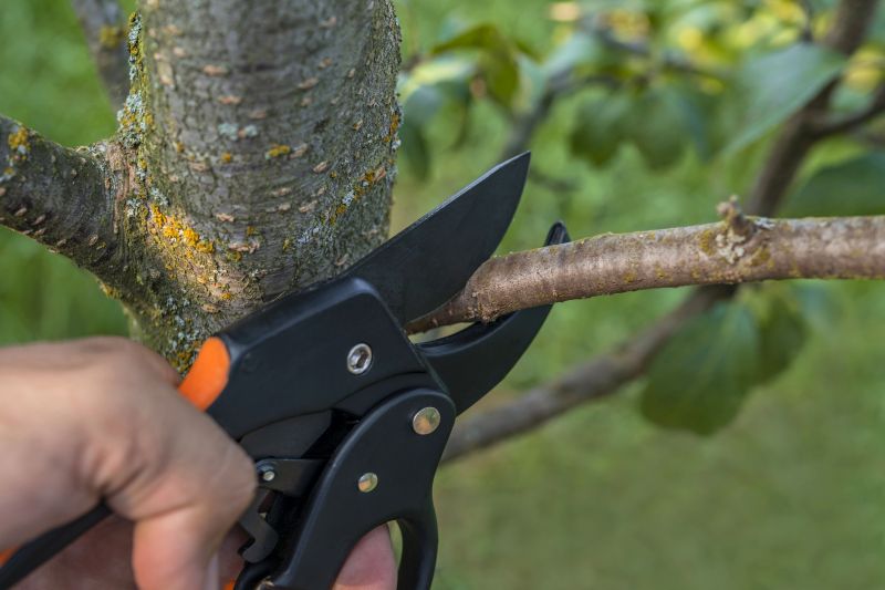 Tree Shaping Service