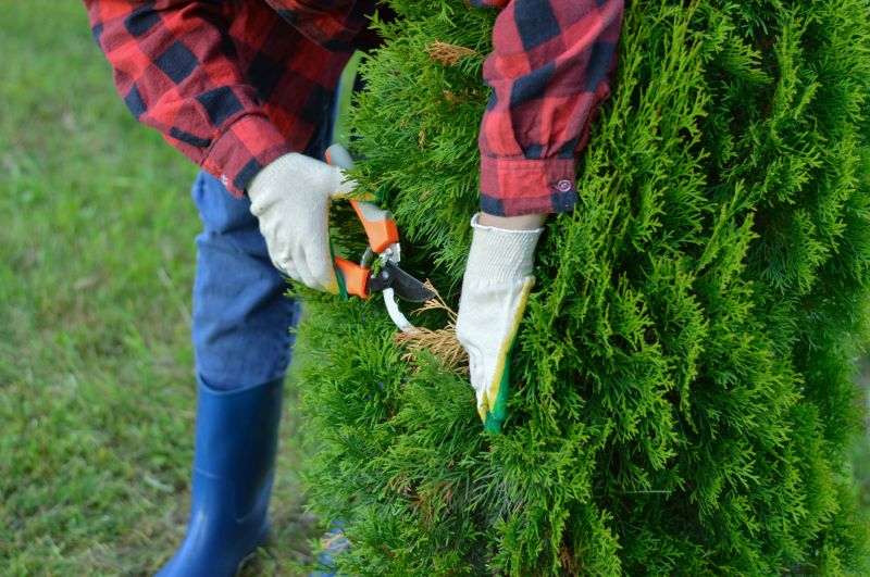Tree Trimming Service