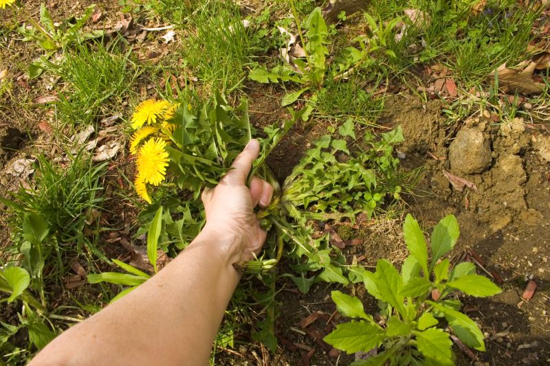 Flower Bed Weeding Service in Aiken, SC
